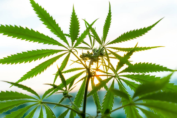Marijuana, cannabis plants before harvest time in sunshine. Biol - Photo, Image
