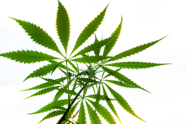 Champ de cannabis coucher de soleil. Plantes de marijuana, culture commerciale. Chanvre i
 - Photo, image