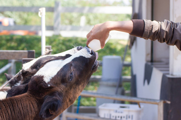 Closeup - Baby cow feeding on milk bottle by hand men in Thailand rearing farm. - Photo, Image