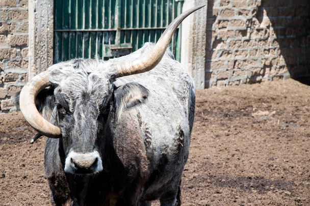 Bull with crooked horns - Photo, Image