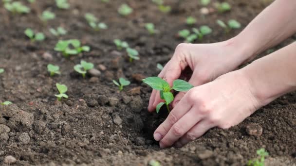 肥沃な土壌に苗を植える女性の手の植物 - 映像、動画