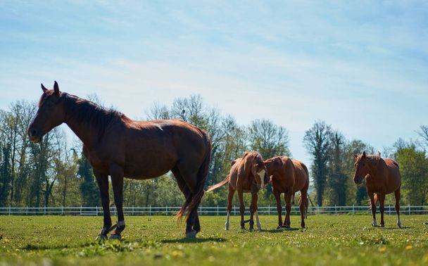 beautiful horses grazing in the pasture - Zdjęcie, obraz