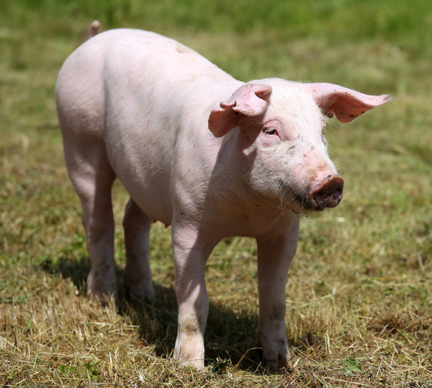 Piglet enjoying sunshine on green grass near the farm - Photo, Image
