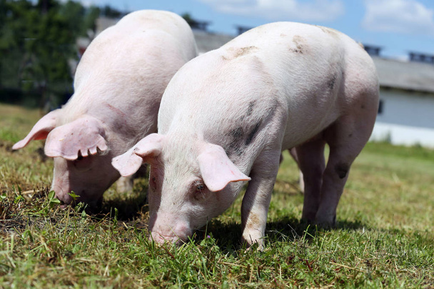Twee kleine varkens eten vers groen gras op de weide  - Foto, afbeelding