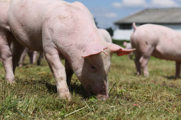 Ryhmä pieniä sikoja syömässä tuoretta vihreää ruohoa niityllä
  - Valokuva, kuva