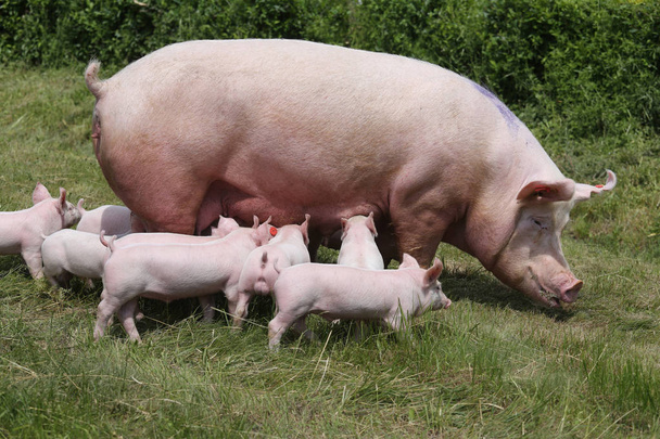 Прекрасні маленькі свині смокчуть на органічній фермі
 - Фото, зображення