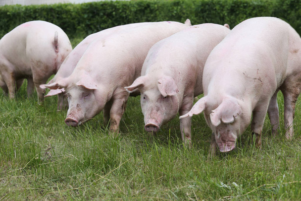 Группа молодых свиноматок на пастбищах
 - Фото, изображение