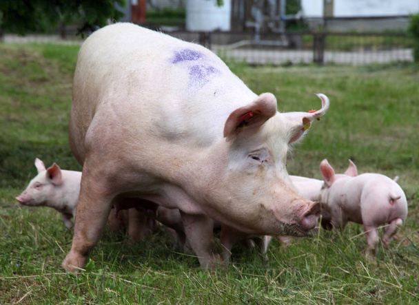 動物農場農村現場でクローズ アップを授乳中の子豚  - 写真・画像