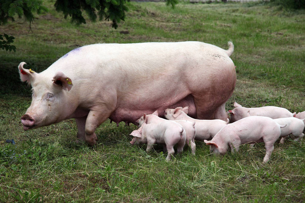 Kleine varkens eten van melk van de moeder op weide - Foto, afbeelding