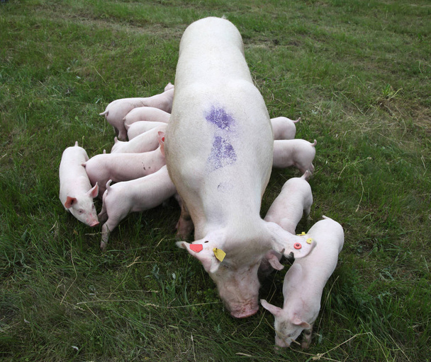 Porsaat syövät maitoa emon rinnassa
 - Valokuva, kuva