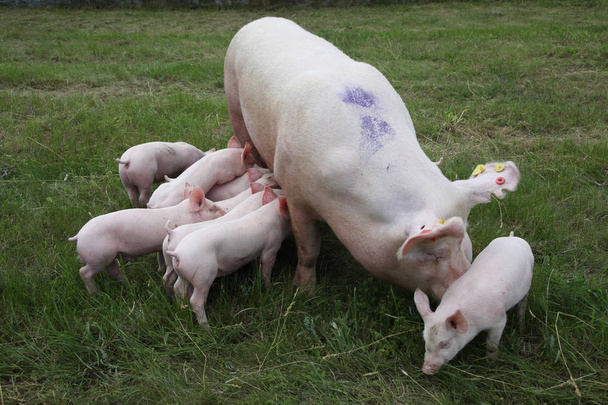 Фото сверху свиньи и ее новорожденных поросят
  - Фото, изображение