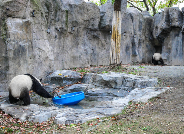 Pandas in Shanghai Zoo. - Фото, изображение