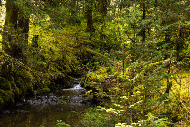 Ρυάκι στο τροπικό δάσος - Φωτογραφία, εικόνα