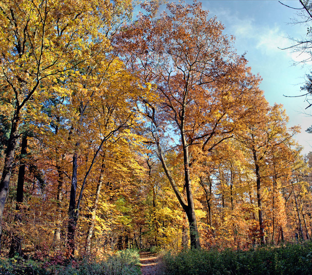 Cesta na okraji barevného podzimního lesa, slunečný den na podzim  - Fotografie, Obrázek
