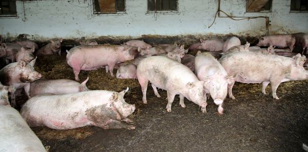 Foto de cerdas preconcesionarias de color rosa desde arriba en la granja de animales
  - Foto, Imagen