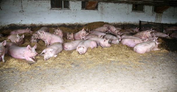 Photo de truies pré-subvention de couleur rose d'en haut à la ferme animale
  - Photo, image