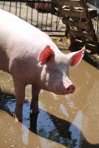 Вертикальное фото домашних свиней на животноводческой ферме
 - Фото, изображение