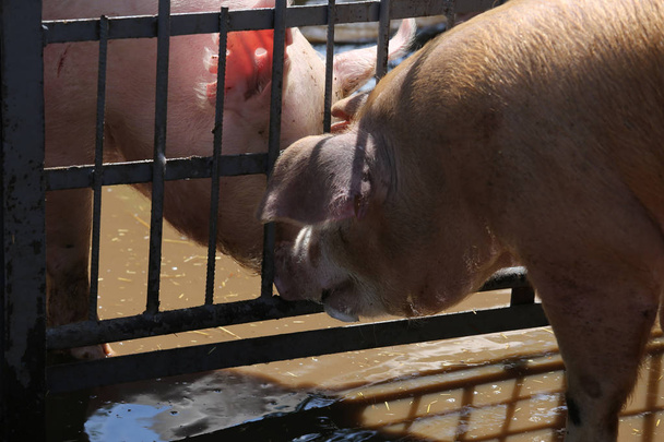 Diskussion zwischen jungen Schweinesauen über Eisenzaun - Foto, Bild