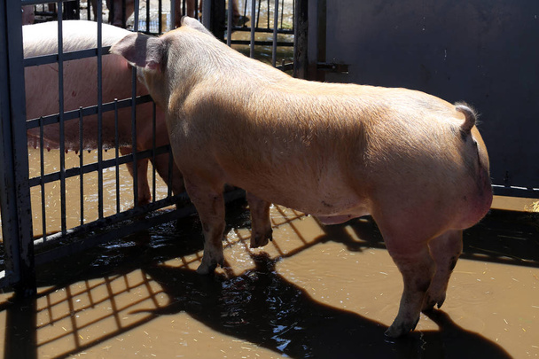 Discutir entre porcas porcas jovens através da cerca de ferro
 - Foto, Imagem