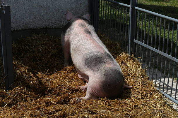 Prase svině sedí v seně na zvířecí farmu  - Fotografie, Obrázek