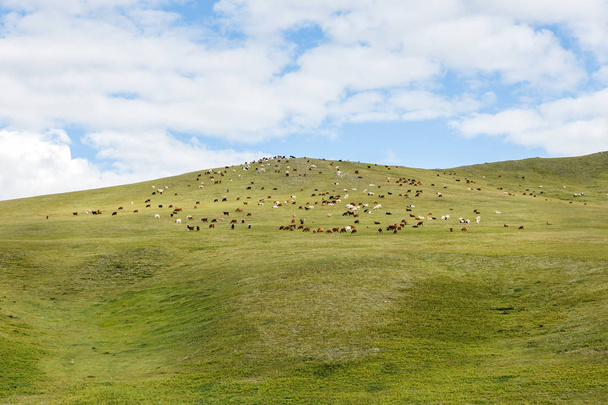 gregge di pecore e capre pascolano nella steppa mongola
 - Foto, immagini