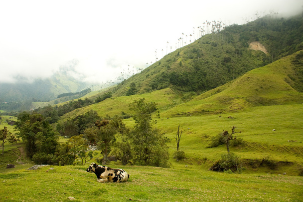kráva v cocora údolí - Fotografie, Obrázek