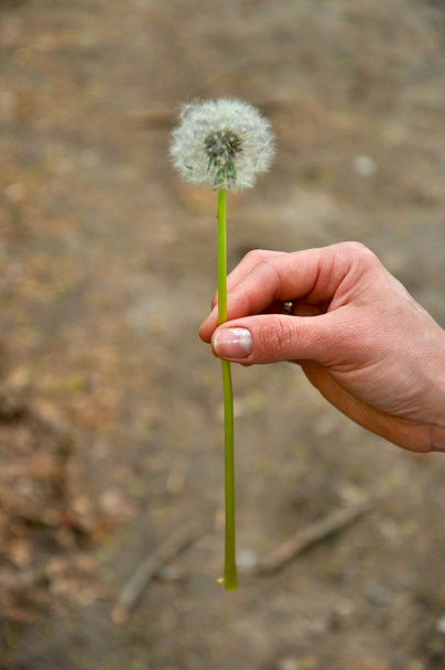 small dandelion plant in hand on background - Photo, Image
