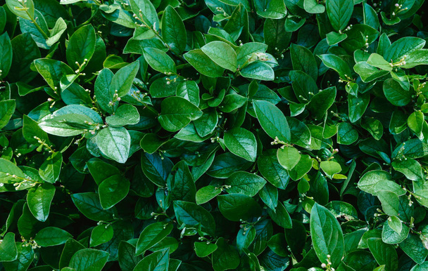 Natural background of green leaves. Green leaves close up - Fotografie, Obrázek
