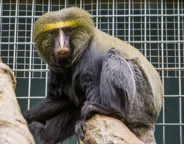 portrait rapproché d'un singe au visage de hibou, Espèce animale vulnérable, Drôle de primate tropical du Congo, Afrique
 - Photo, image