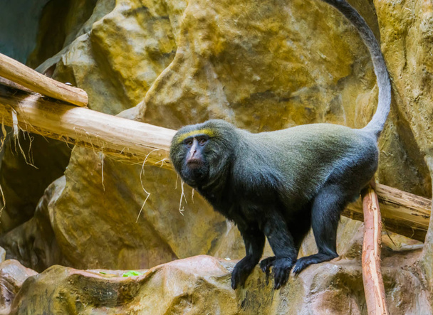 hamlyn Monkey a closeup, veszélyeztetett állat Specie, trópusi majom Kongó, Afrika - Fotó, kép