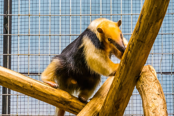 collared anteater climbing in a tree, tropical animal from America - Valokuva, kuva