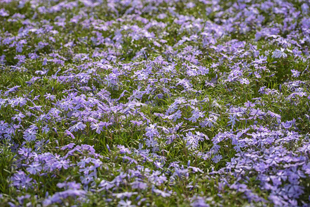 Phlox subulata, plíživý Phlox, horový Phlox. Malé, pětipalené květiny kvetou modře - Fotografie, Obrázek