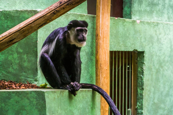closeup portrait of a mantled guereza, tropical monkey from Africa - Fotografie, Obrázek