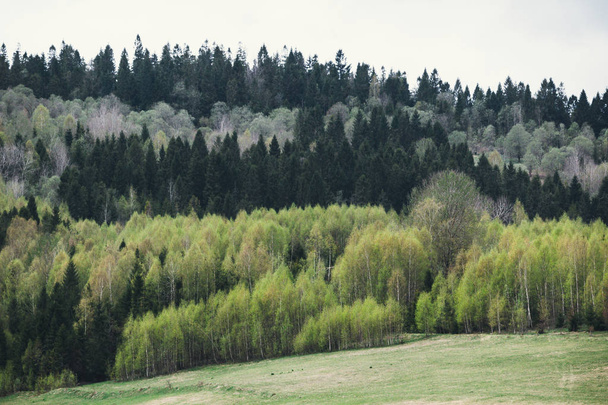 Mieszany las wiosną - Zdjęcie, obraz