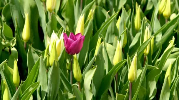 Beautiful colorful flowers of tulips blooming in the spring garden under the warm sunshine - Footage, Video