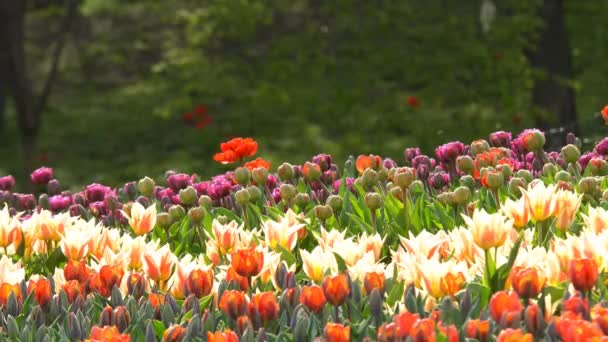 Красивые красочные цветы тюльпанов, цветущие в весеннем саду под теплым солнцем
 - Кадры, видео