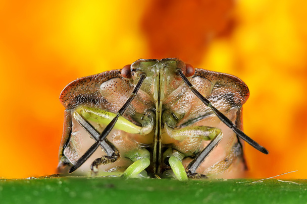 Escarabajo con bigote largo
 - Foto, Imagen
