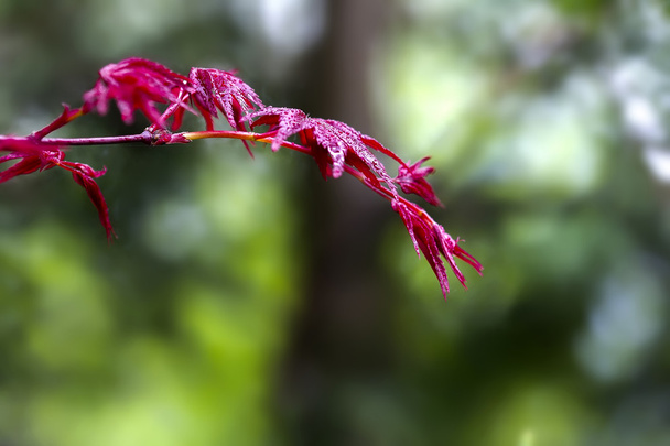 bitki kırmızı yaprakları - Fotoğraf, Görsel