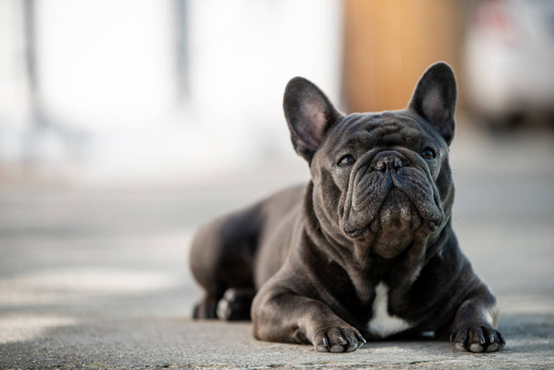 French bulldog laying on the pavement outdoor - Photo, image