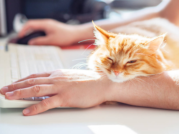 Man is typing at the computer keyboard. Cute ginger cat dozing on man's hand. Furry pet cuddling up to it's owner and getting in the way of his work. Freelance job. - 写真・画像