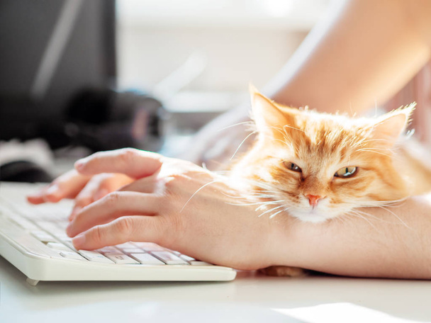 Man is typing at the computer keyboard. Cute ginger cat dozing on man's hand. Furry pet cuddling up to it's owner and getting in the way of his work. Freelance job. - Photo, image