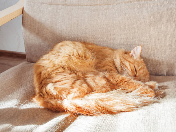 Ładny kot imbir, leżąc na leżaku. Pet puszysty leżąc wygodnie spać. Przytulny dom tło z zabawny zwierzę. - Zdjęcie, obraz
