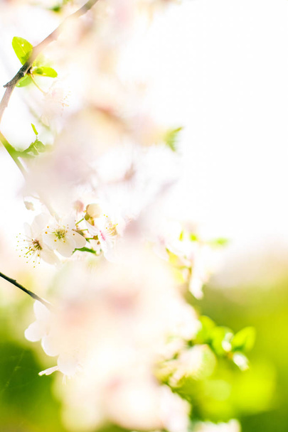Cseresznyefa virágzik tavasszal, fehér virágok a természet háttérképet - Fotó, kép