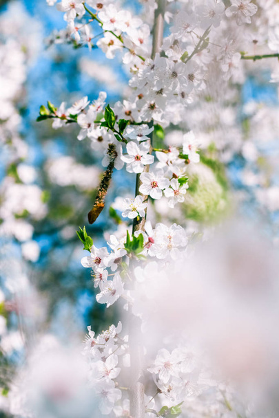 Cherry Tree bloesem en blauwe lucht, witte bloemen als de natuur ondergrond - Foto, afbeelding