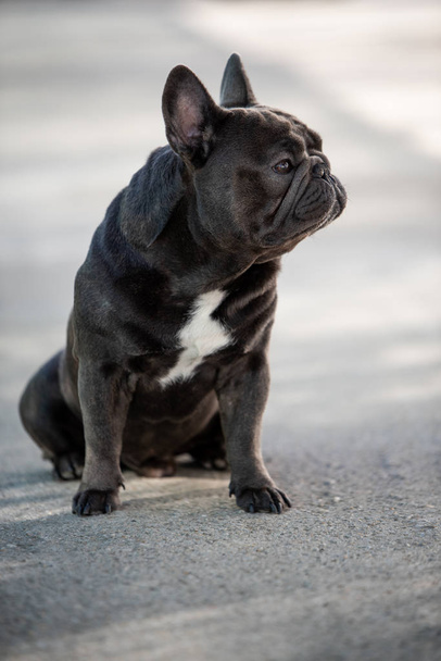 Französischer Bulldoggen-Welpe schaut nach rechts, während draußen - Foto, Bild