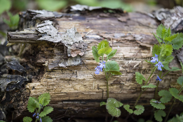 tronc d'arbre avec champignon Fermer avec des plantes vertes fraîches qui grandissent
 - Photo, image