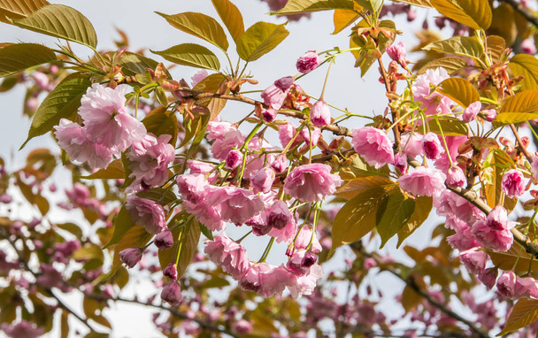 A branch of blossoming pink sakura against the sky. - Photo, Image