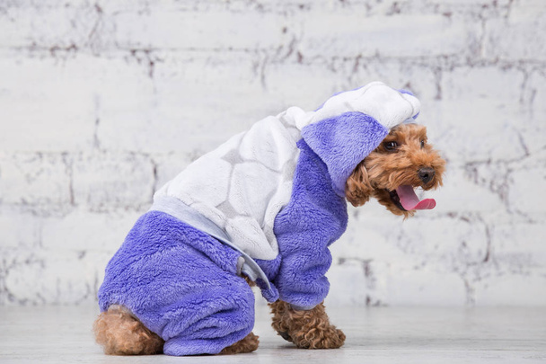 Pieni hauska koira ruskea väri kihara tukka lelu villakoira rotu poseeraa vaatteita koirille. Aihe tarvikkeet ja muodikkaat asut lemmikkieläimille. Tyylikäs haalarit, puku kylmällä säällä eläinten
 - Valokuva, kuva