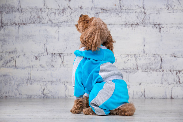 Kleine grappige hond van bruine kleur met krullend haar van Toy Poedel RAS poseren in kleding voor honden. Onderwerp accessoires en modieuze outfits voor huisdieren. Stijlvolle overalls, pak voor koud weer voor dier - Foto, afbeelding