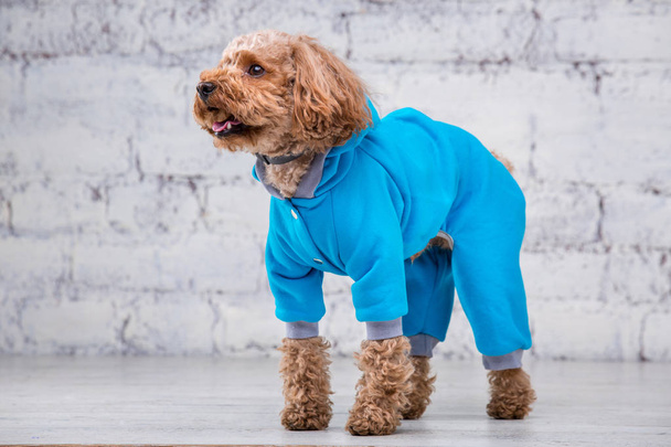 Kleine grappige hond van bruine kleur met krullend haar van Toy Poedel RAS poseren in kleding voor honden. Onderwerp accessoires en modieuze outfits voor huisdieren. Stijlvolle overalls, pak voor koud weer voor dier - Foto, afbeelding